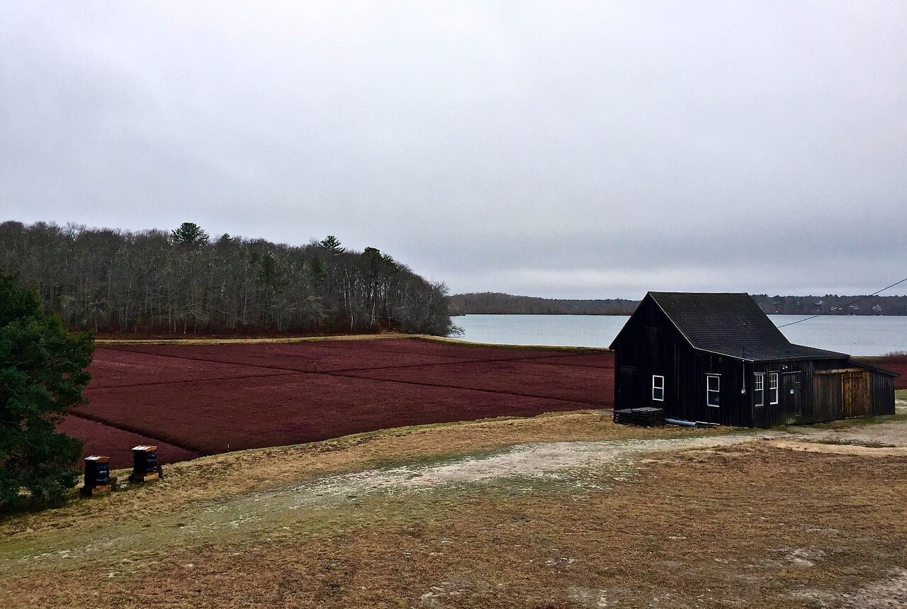 cape cod, cranberry, bog-1608060.jpg